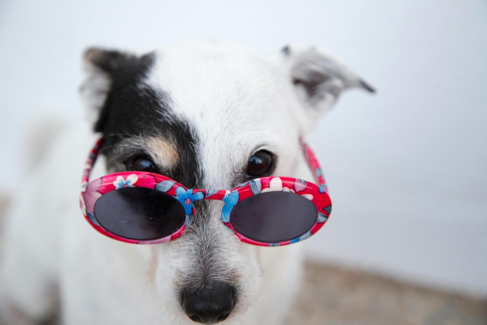 Best Vets in Stoke-On-Trent